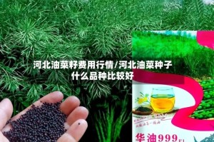 河北油菜籽费用行情/河北油菜种子什么品种比较好