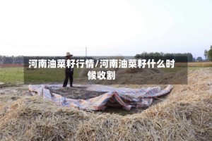 河南油菜籽行情/河南油菜籽什么时候收割