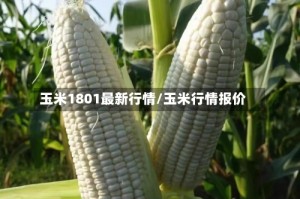 玉米1801最新行情/玉米行情报价