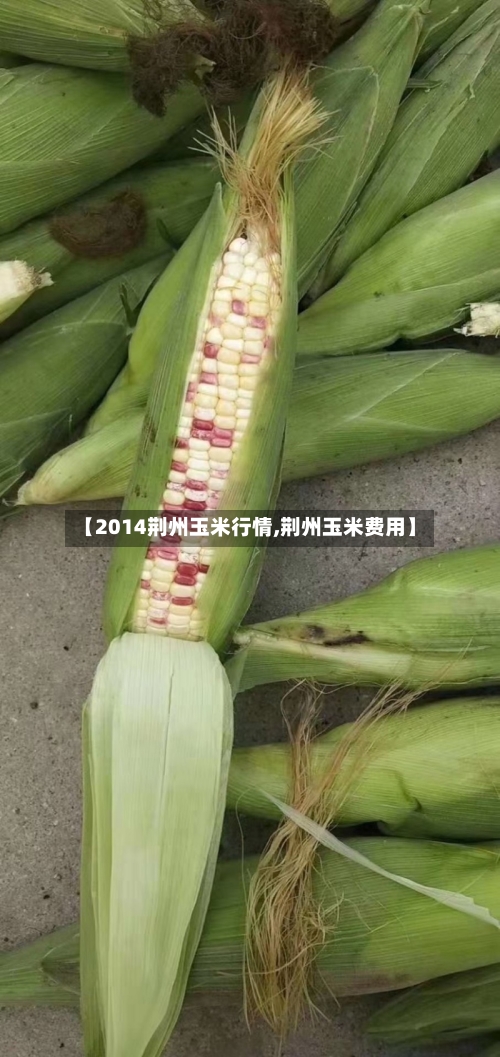 【2014荆州玉米行情,荆州玉米费用】-第1张图片