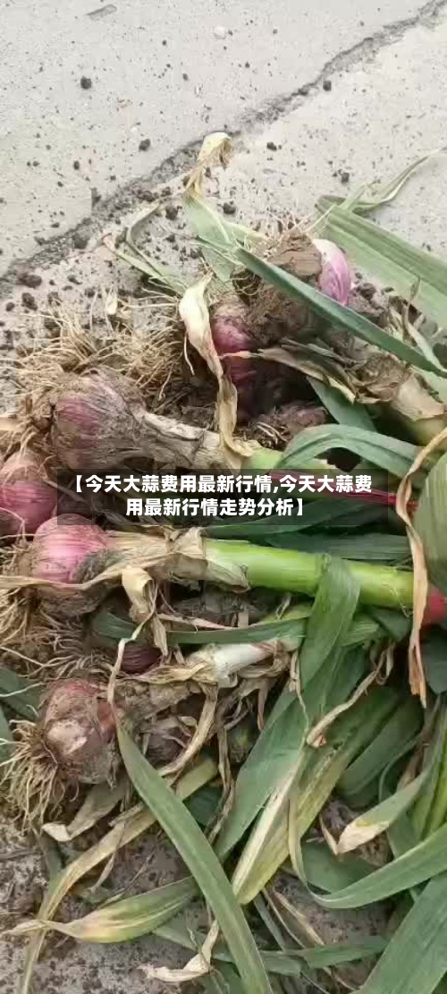 【今天大蒜费用最新行情,今天大蒜费用最新行情走势分析】-第1张图片