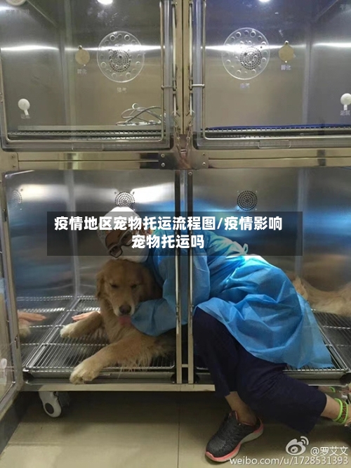 疫情地区宠物托运流程图/疫情影响宠物托运吗-第1张图片