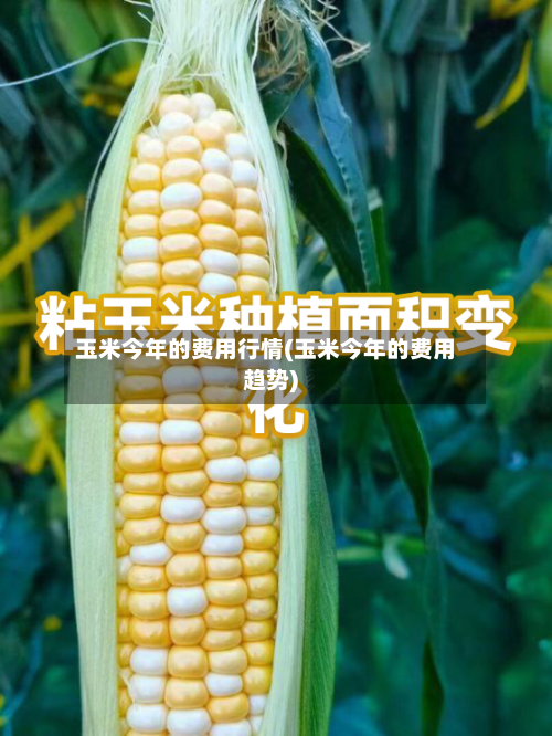 玉米今年的费用行情(玉米今年的费用趋势)-第3张图片