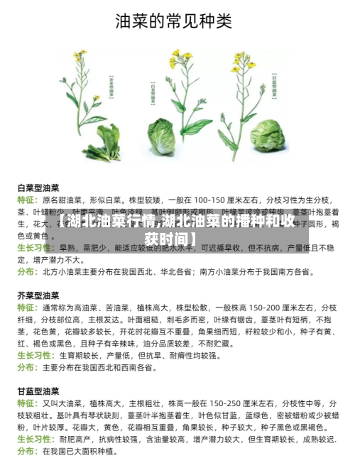 【湖北油菜行情,湖北油菜的播种和收获时间】-第3张图片