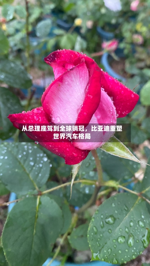 从总理座驾到全球销冠，比亚迪重塑世界汽车格局-第2张图片