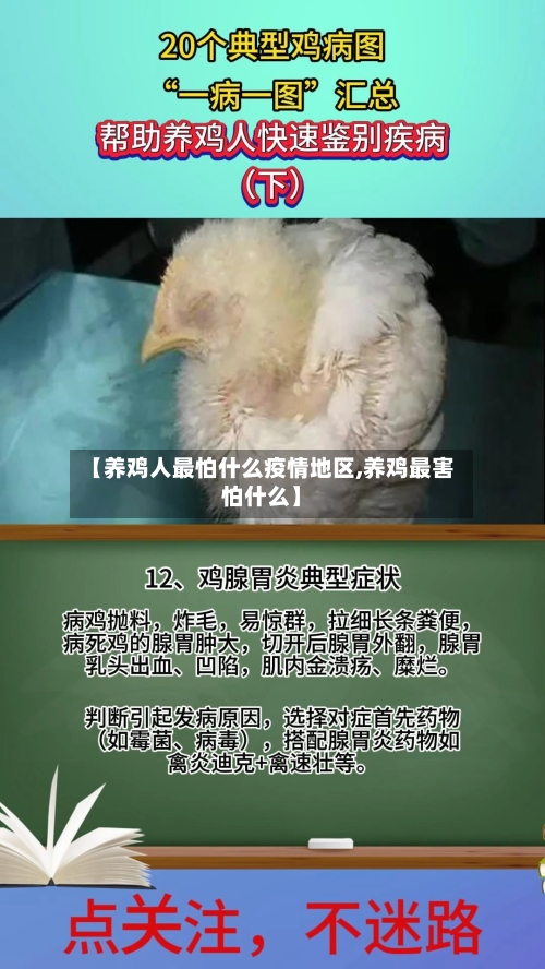 【养鸡人最怕什么疫情地区,养鸡最害怕什么】-第1张图片